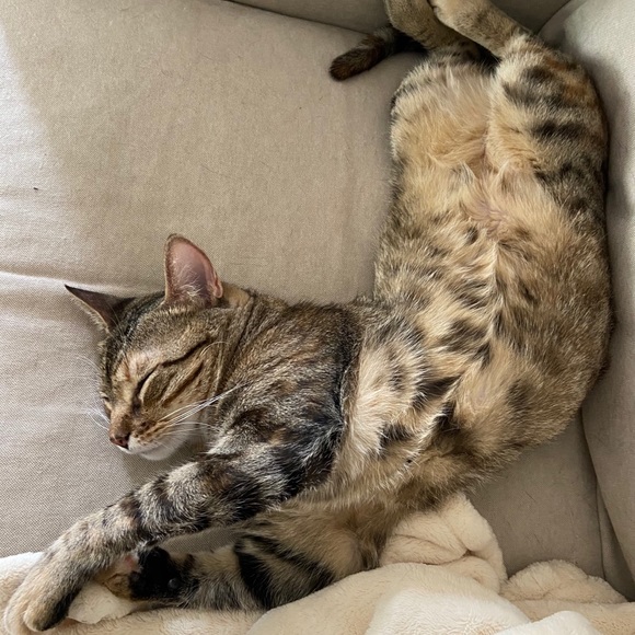 Meet your Posher, Jeanne - Picture 1 of 1